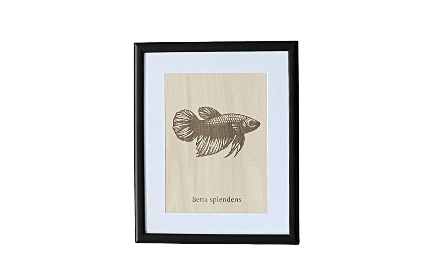 Drevený obraz samice Betty splendens v čiernom ráme.
